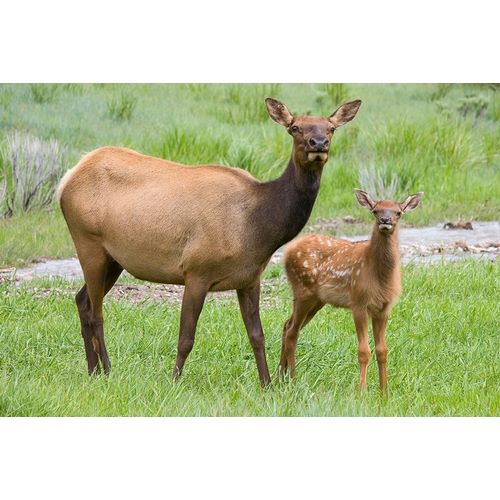 WY-Yellowstone National Park-Elk calf and mother